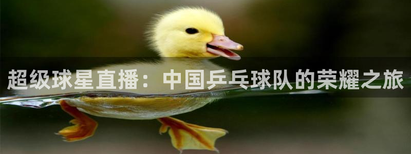 龙门飞甲粤语在线看：超级球星直播：中国乒乓球队的荣耀之旅