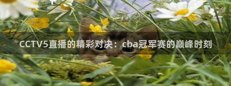 龙门直播免费体育直播：CCTV5直播的精彩对决：cba冠军赛的巅峰时刻