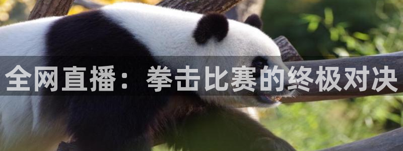 龙门直播官网：全网直播：拳击比赛的终极对决